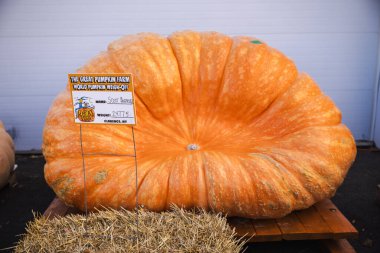 Clarence, New York, ABD, 11 Ekim 2025: Clarence, New York 'taki Büyük Balkabağı Çiftliği' nde sergilenen dev balkabağı Dünya Balkabağı Tartı Yarışması 'nın galibi.