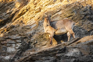 Wild mountain goat standing on a steep rocky cliff in sunlight, showing natural adaptation to rugged terrain. High quality photo