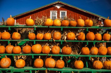 Parlak turuncu balkabakları, Amerika 'daki hasat sezonunu ve Cadılar Bayramı geleneklerini sembolize eden açık mavi sonbahar gökyüzünün altında, kırsal kırmızı bir ahır önündeki yeşil ahşap raflara güzelce yerleştirilmiş. Yüksek kalite