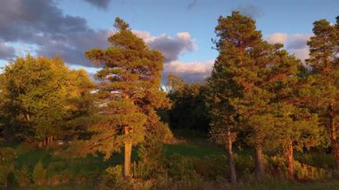 Günbatımında ABD 'nin Ontario Gölü yakınlarında uzun ağaçların üzerinden insansız hava aracı uçuyor. Kamera, manzaralı ormanları ve sıcak akşam ışığında parlayan açık alanları gözler önüne seriyor. Yüksek kalite 4k görüntü