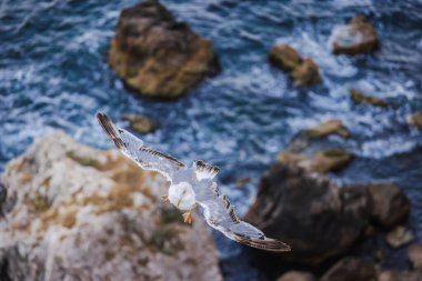 Kıyı taşlarının yakınına inmeye hazırlanan, geniş kanatları olan martılar kayalık kıyılarda uçuyor. Yüksek kalite fotoğraf