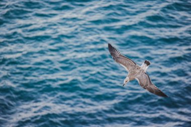 Juvenile seagull soaring gracefully above the blue ocean waters, wings fully extended while gliding in mid-air over the sea surface. High quality photo