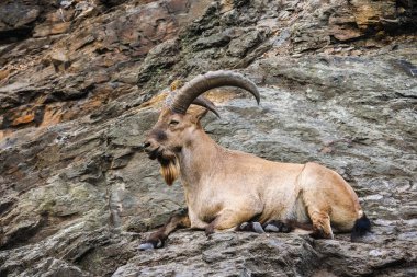Wild ibex resting on rocky terrain, lying calmly against a stone slope in its natural mountain habitat. High quality photo
