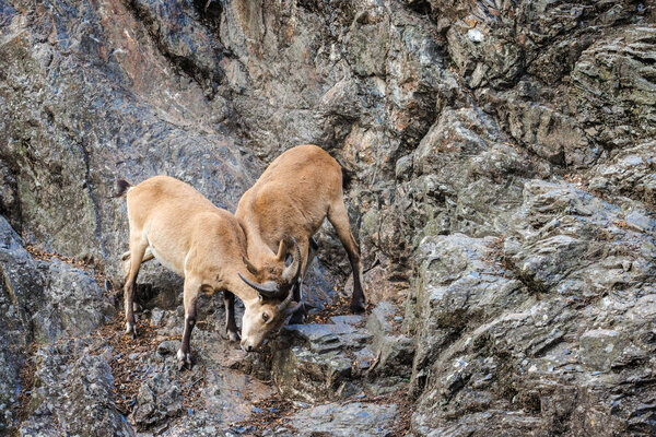Two young ibex males locking horns in a rocky mountain area, engaging in a dominance contest on steep terrain. High quality photo