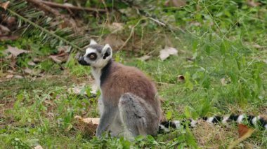Halka kuyruklu lemurlar yeşil çimlerde oturuyor ve turuncu gözleriyle geriye bakıyor. Yüksek kalite 4k görüntü