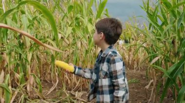 Bulutlu bir sonbahar gününde mısır labirentini keşfeden çocuk Cadılar Bayramı 'ndan önce uzun bir çiftlik macerası sırasında uzun sapların arasında yürüyor. Yüksek kalite 4k görüntü