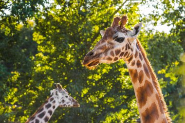 İki zürafa gün ışığında yemyeşil ağaçların bir zeminine karşı ayakta duruyor, bir zürafa keskin odak noktasında, diğeri ise bulanık. Yüksek kalite fotoğraf
