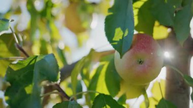 Güneşli bir meyve bahçesindeki bir ağaç dalından olgun bir elma koparmaya uzanan el. Yüksek kalite 4k görüntü