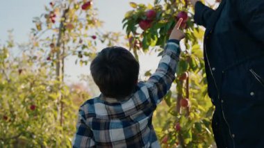 Güneşli bir sonbahar gününde çocuk bahçedeki bir ağaçtan elma toplamak için uzanıyor. Yüksek kalite 4k görüntü