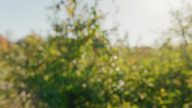 Güneşli bir elma bahçesinin bulanık görüntüsü ılık bokeh ışığı ve doğal yeşillik hasatı ve organik tarım geçmişini simgeliyor. Yüksek kalite 4k görüntü