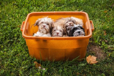 Dışarıdaki yeşil çimlerin üzerinde turuncu plastik bir kapta oturan bir grup sevimli Havan yavrusu. Yüksek kalite fotoğraf