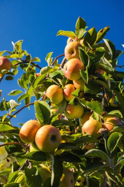 Güneşli sonbahar bahçesinde açık mavi gökyüzüne karşı ağaç dallarında sallanan olgun elmalar. Yüksek kalite fotoğraf
