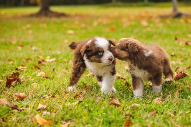 Sonbahar parkında yeşil çimlerde oynayan iki Avustralya çoban köpeği, dışarıda güneş ışığında birbiriyle etkileşen sevimli kahverengi ve beyaz köpekler. Yüksek kalite fotoğraf