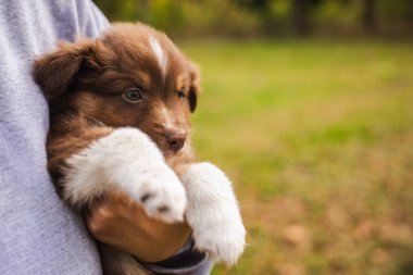 Avustralya çoban köpeği, açık havada bir insan tarafından nazikçe tutuluyor. Yeşil arka planda yumuşak kürkü olan sevimli kahverengi ve beyaz bir köpek. Yüksek kalite fotoğraf