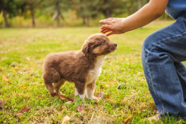 Bir çocuk onu okşamak için yeşil çimlerin üzerinde duran Avustralya çoban köpeği yavrusu, güz parkı sahnesinde sevimli kahverengi ve beyaz köpek. Yüksek kalite fotoğraf