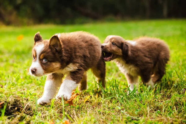 İki kahverengi Avustralya çoban köpeği yeşil çimenlerde birlikte oynuyorlar, biri ilerlerken diğeri şakacı bir şekilde kuyruğunu ısırıyor. Yüksek kalite fotoğraf