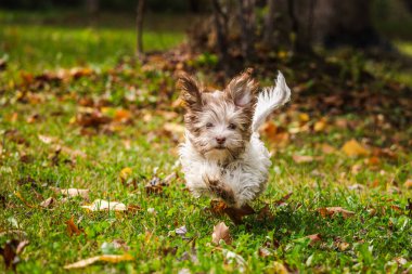 Sıcak güneş ışığında renkli sonbahar yapraklarıyla yeşil çimlerde koşan mutlu Havan köpek yavrusu. Yüksek kalite fotoğraf