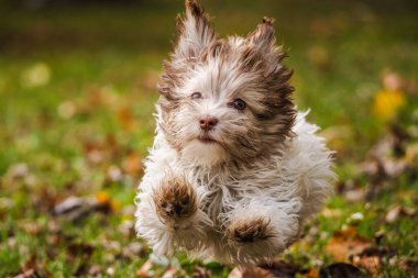 Güneşli bir parkta sonbahar yapraklarıyla çimenlerin üzerinde neşeyle zıplayan sevimli Havyan köpek yavrusu. Yüksek kalite fotoğraf