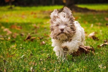 Tüylü Havan köpek yavrusu sonbahar yaprakları arasında sıcak güneş ışığında yeşil çimlerde koşuyor. Yüksek kalite fotoğraf