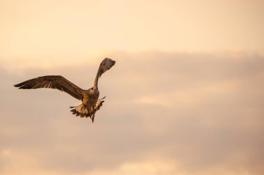 Martı güneş doğarken gökyüzünde zarifçe uçuyor, kanatları sıcak altın bulutlara doğru genişçe açılıyordu. Yüksek kalite fotoğraf