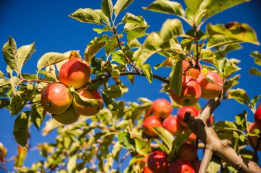 Güneşli bir sonbahar gününde açık mavi gökyüzüne karşı ağaç dalında asılı duran olgun kırmızı elmalar. Yüksek kalite fotoğraf