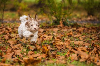 Güneşli bir parkta çimlerin üzerinde kuru sonbahar yaprakları arasında koşan neşeli Havan köpeği. Yüksek kalite fotoğraf