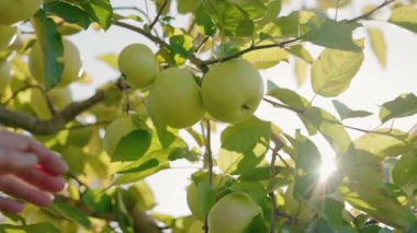 Bir meyve bahçesindeki ağaçtan nazikçe yeşil bir elma koparmak, doğal hasatı, organik tarımı ve eko yaşam tarzını sembolize eder. Yüksek kalite 4k görüntü
