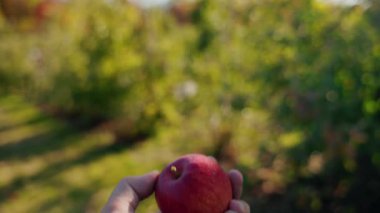 Bir el, verimli bir elma bahçesinde güneşe karşı kırmızı bir elma tutuyor organik tarımı ve hasat konseptini sembolize ediyor. Yüksek kalite 4k görüntü