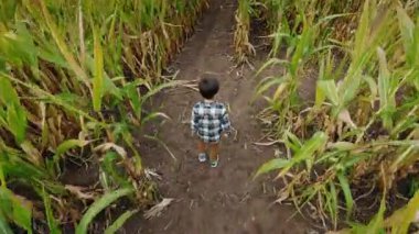 Sonbaharda mısır labirentinde tek başına yürüyen Asyalı çocuk, uzun mısır saplarıyla çevrili geleneksel bir Amerikan sonbahar aktivitesinin tadını çıkarıyor. Yüksek kalite 4k görüntü