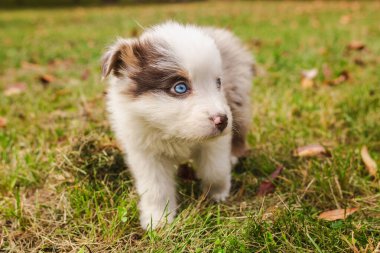Sonbahar parkında yeşil çimlerin üzerinde duran mavi gözlü şirin Avustralya çoban köpeği. Merakla yana bakıyor. Yüksek kalite fotoğraf