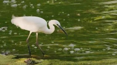 Yiyecek ararken yeşil sularda yüzen küçük bir balıkçıl. Yüksek kalite 4k görüntü