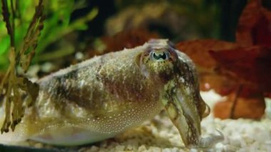 Dokulu derisi ve doğal kamuflaj deseni olan bitkilerin yanında deniz tabanında dinlenen mürekkep balığı. Yüksek kalite 4k görüntü