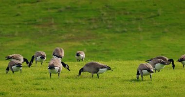 Kanada kaz sürüsü bir tarlada yeşil çimlerde otluyor. Yüksek kalite 4k görüntü