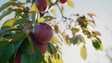 Açık bir sonbahar gününde yeşil yaprakların arasından geçen yumuşak güneş ışığıyla aydınlatılan bir ağaç dalında olgun kırmızı elmalar. Yüksek kalite 4k görüntü