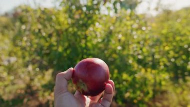 Yeşil bir meyve bahçesinde elinde kırmızı bir elma, doğal hasatı ve organik tarımı simgeliyor. Yüksek kalite 4k görüntü