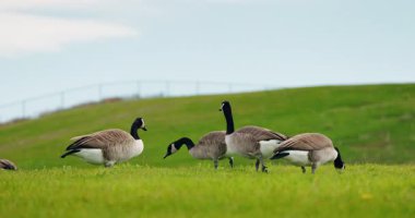 Kanada kaz sürüsü bahar günü geniş bir açık alanda yeşil çimlerde otluyor. Yüksek kalite 4k görüntü