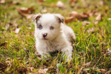 Güzel Avustralya çoban köpeği, sonbahar çimlerinde uzanmış kameraya merakla bakıyor. Yüksek kalite fotoğraf