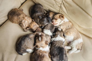 Bir grup yeni doğmuş Havanalı köpek yavrusu bej renkli bir kanepede birlikte uyuyorlar ve yavru köpek yaşamının sıcak ve sevimli bir sahnesini yaratıyorlar. Yüksek kalite fotoğraf