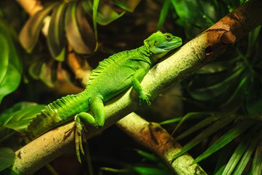 Yeşil tropikal kertenkele, sıcak ışık altında sık orman yapraklarıyla çevrili bir ağaç dalında dinleniyor. Yüksek kalite fotoğraf