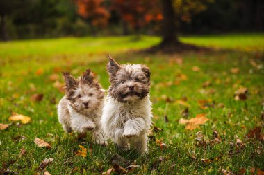 Çevrelerinde sonbahar yaprakları olan iki sevimli Havan yavrusu yeşil çimlerde kameraya doğru koşuyor. Yüksek kalite fotoğraf