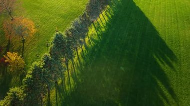 Kırsal Amerika 'da canlı yeşil bir alan üzerinde uzun gece gölgeleri oluşturan bir ağaç hattının havadan görünüşü. Yüksek kalite 4k görüntü