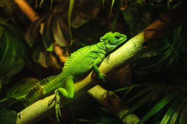 Parlak yeşil kertenkele, tropikal ormandaki bir ağaç dalında dinleniyor dramatik ışık ve detaylı pullarla. Yüksek kalite fotoğraf