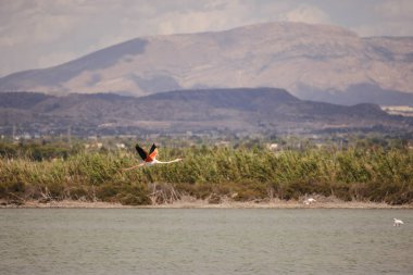 Flamingo, İspanya 'nın Santa Pola kenti yakınlarında bulutlu gökyüzünün altında arka planda dağlar ve kamışlarla birlikte göl üzerinde uçuyor. Yüksek kalite fotoğraf