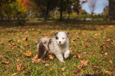 Düşen sonbahar yaprakları arasında çimlerin üzerinde duran mavi gözlü Avustralya çoban köpeği güneş ışığı altında parktaki tüylü merle renkli köpek. Yüksek kalite fotoğraf