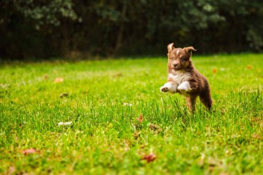 Kahverengi Avustralya çoban köpeği bir sonbahar günü orman kenarındaki yeşil çimlerde mutlu bir şekilde zıplıyor..