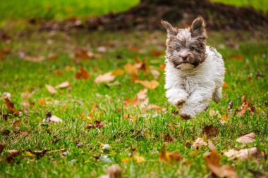 Parkta sonbahar yapraklarıyla yeşil çimlerde neşeyle koşan neşeli Havan köpeği. Yüksek kalite fotoğraf