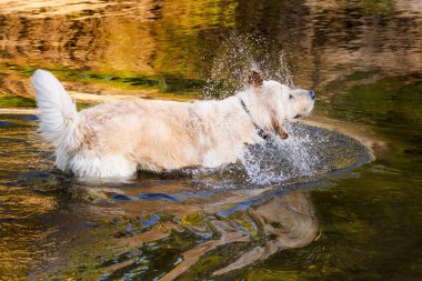 Golden Retriever köpeği sığ nehirde oynarken ve koşarken su sıçratıyor. Yüksek kalite fotoğraf