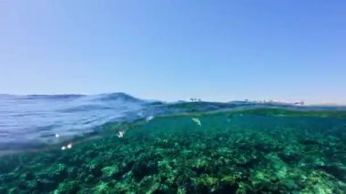 Kızıl Deniz 'deki bölünmüş manzaranın altında kumlu sahil ve yüzey üzerinde palmiye ağaçları ve mercan resifleri aşağıda küçük balıklar, yarı su yarı yüzey etkisi ve berrak tropikal su ve kopyalanmış kopya ile su hattı görülüyor.