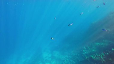 Açık mavi sularda tropikal balık siluetlerinin olduğu minimum sualtı sahnesi, yumuşak güneş ışınları sakin bir atmosfer yaratıyor ve tasarım ve arka plan kullanımı için geniş bir açık alan yaratıyor. Yüksek kalite 4k görüntü