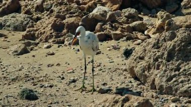 Mısır 'da kumlu bir kayalık plajda gagasında balık sallanan beyaz resif balıkçıl Kızıl Deniz kıyısındaki doğal bir yaban hayatı anı. Yüksek kalite 4k görüntü